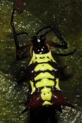 Micrathena kirbyi