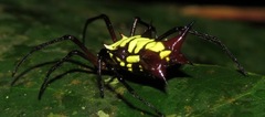 Micrathena kirbyi