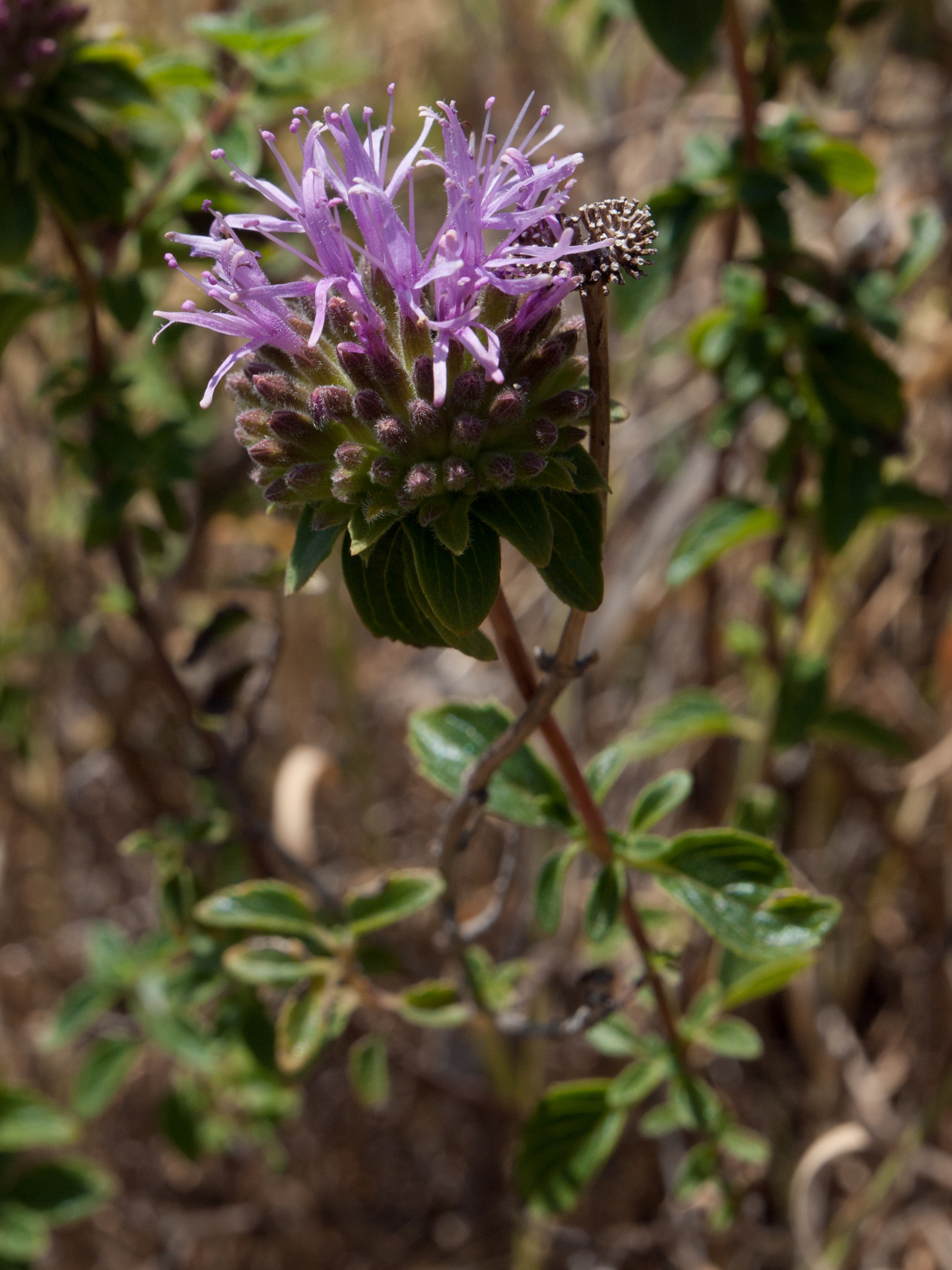 Monardella villosa ssp. villosa