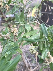 Baccharis heterophylla