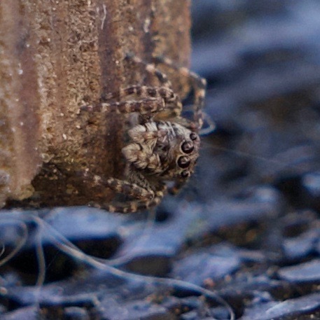 Downy jumping spider