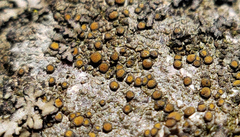 Caloplaca sideritis