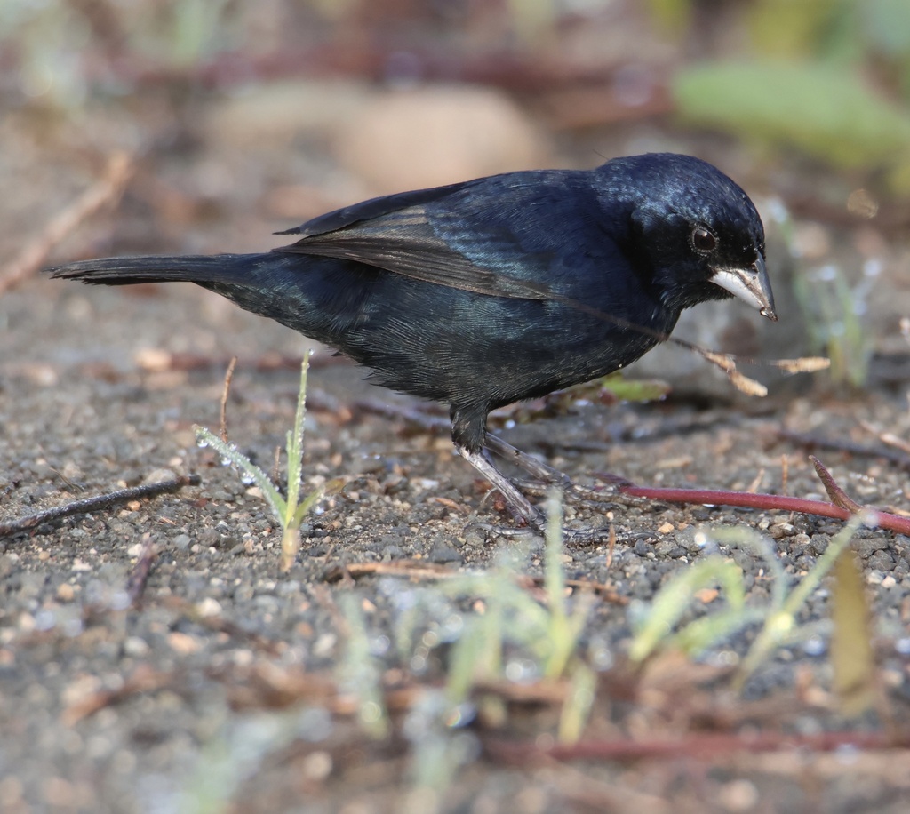 Blue Black Grassquit From Av Omar Torrijos Herrera Av Gaillard   Large 