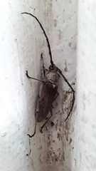 Gnaphalodes trachyderoides