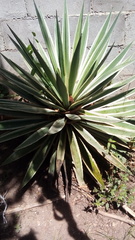 Agave vivipara