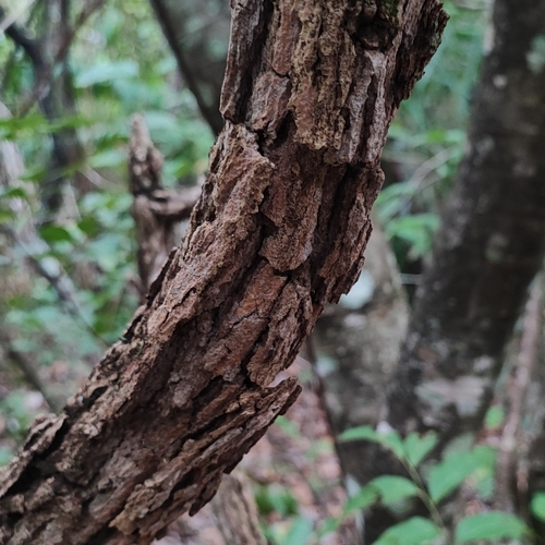 Eugenia aurata, 2024-03-23