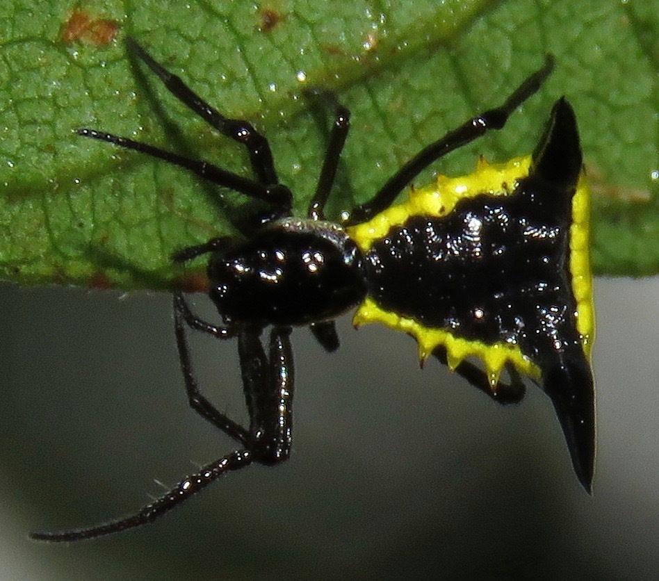 Micrathena pungens