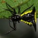 Micrathena pungens - Photo (c) Rich Hoyer, some rights reserved (CC BY-NC-SA), uploaded by Rich Hoyer