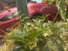 Buddleja sessiliflora