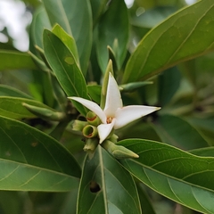 Princess flower (Cordiera)