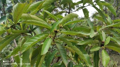 Alibertia edulis