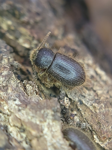 Eleodes littoralis photo 3