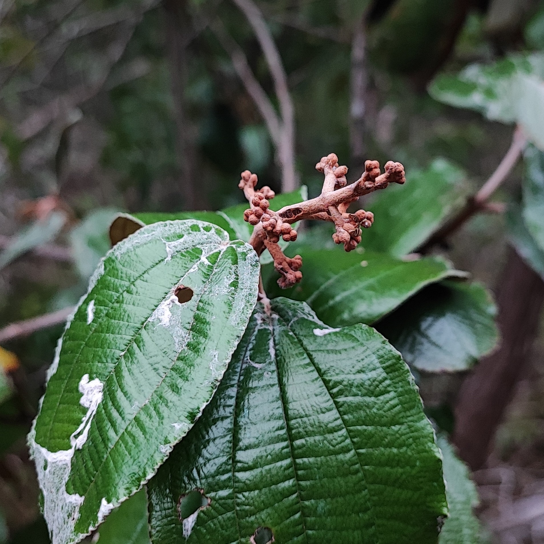 Imagem de Canela de velho