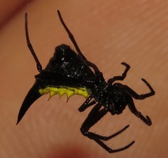 Micrathena pungens