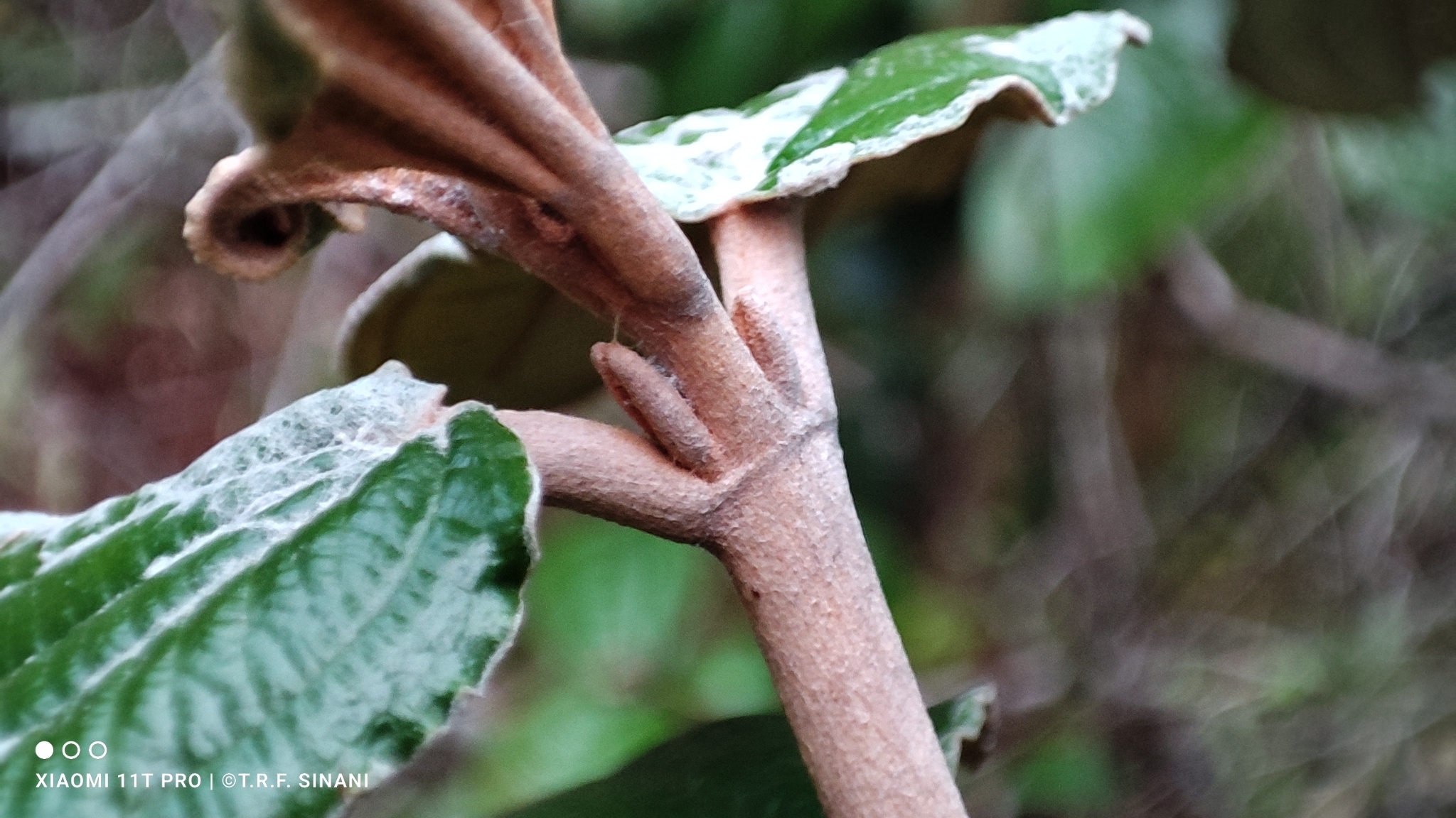 Imagem de Canela de velho