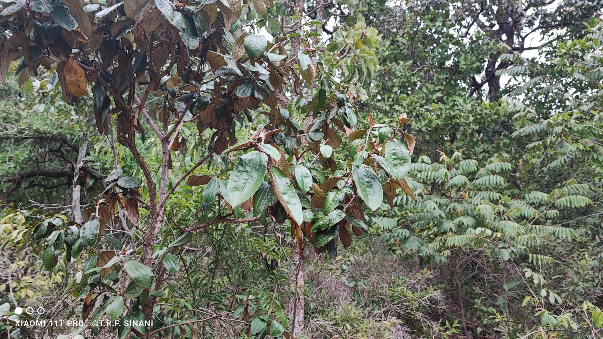 Imagem de Canela de velho