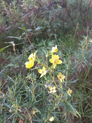 Calceolaria buchtieniana