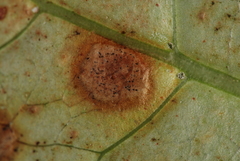 Pseudophaeophleospora atkinsonii