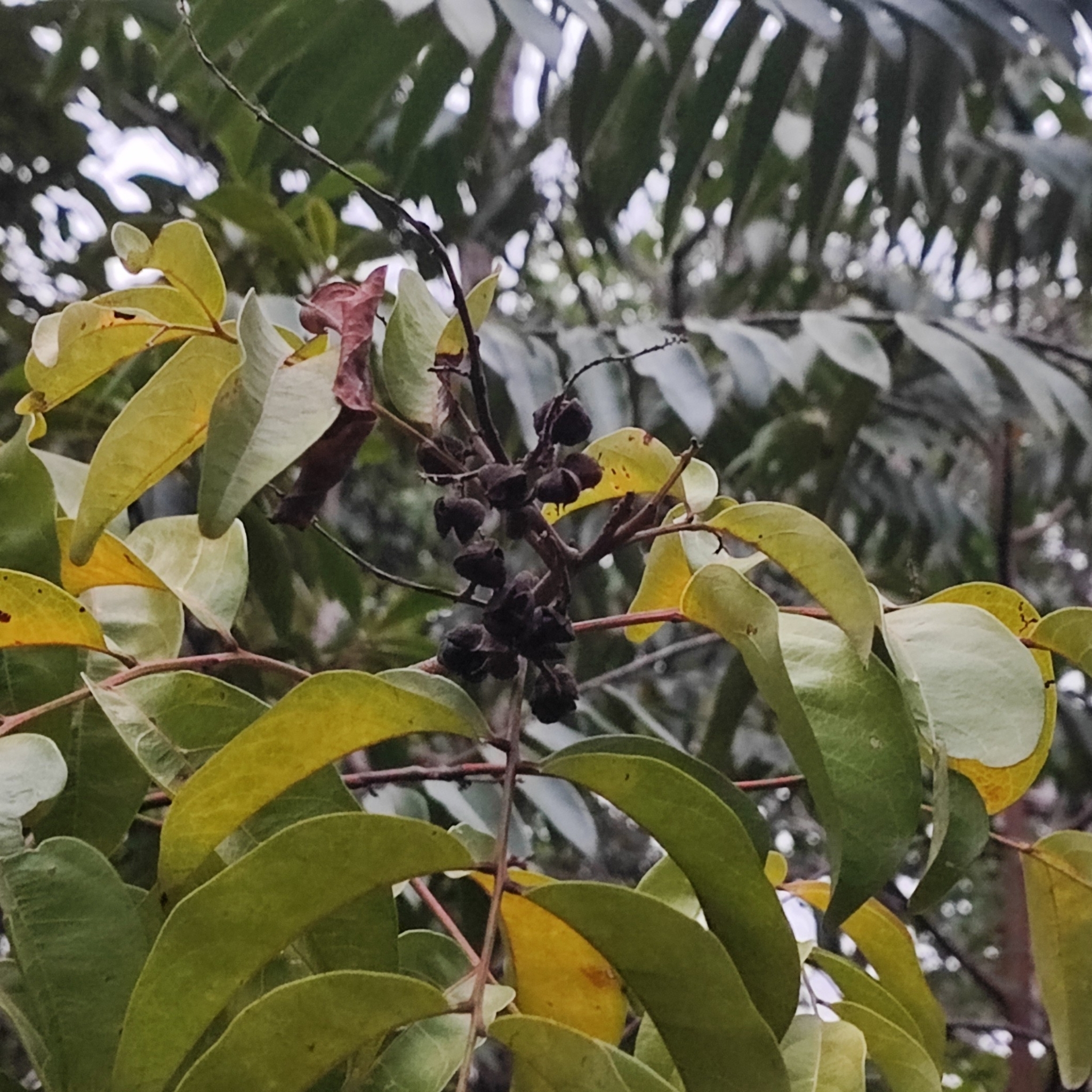 Imagem de Oiti-da-praia