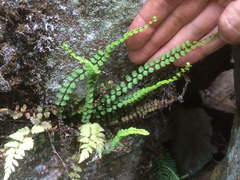 Asplenium trichomanes trichomanes