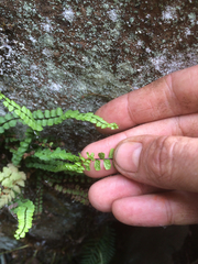 Asplenium trichomanes trichomanes
