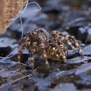 Downy jumping spider