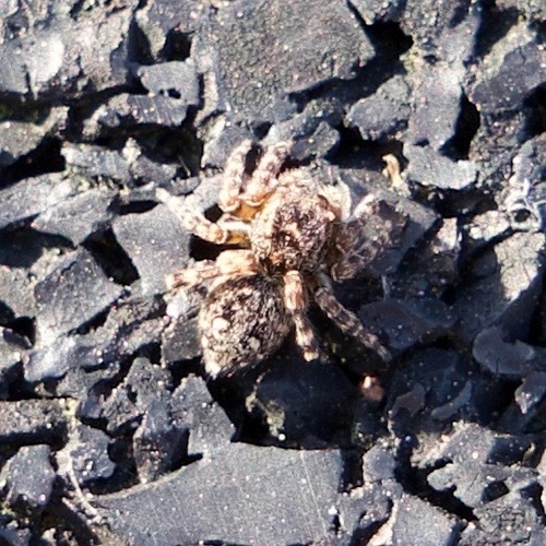 Downy jumping spider