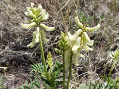 Astragalus praelongus