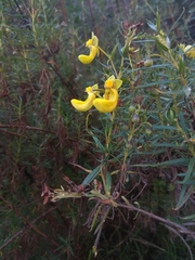 Calceolaria buchtieniana