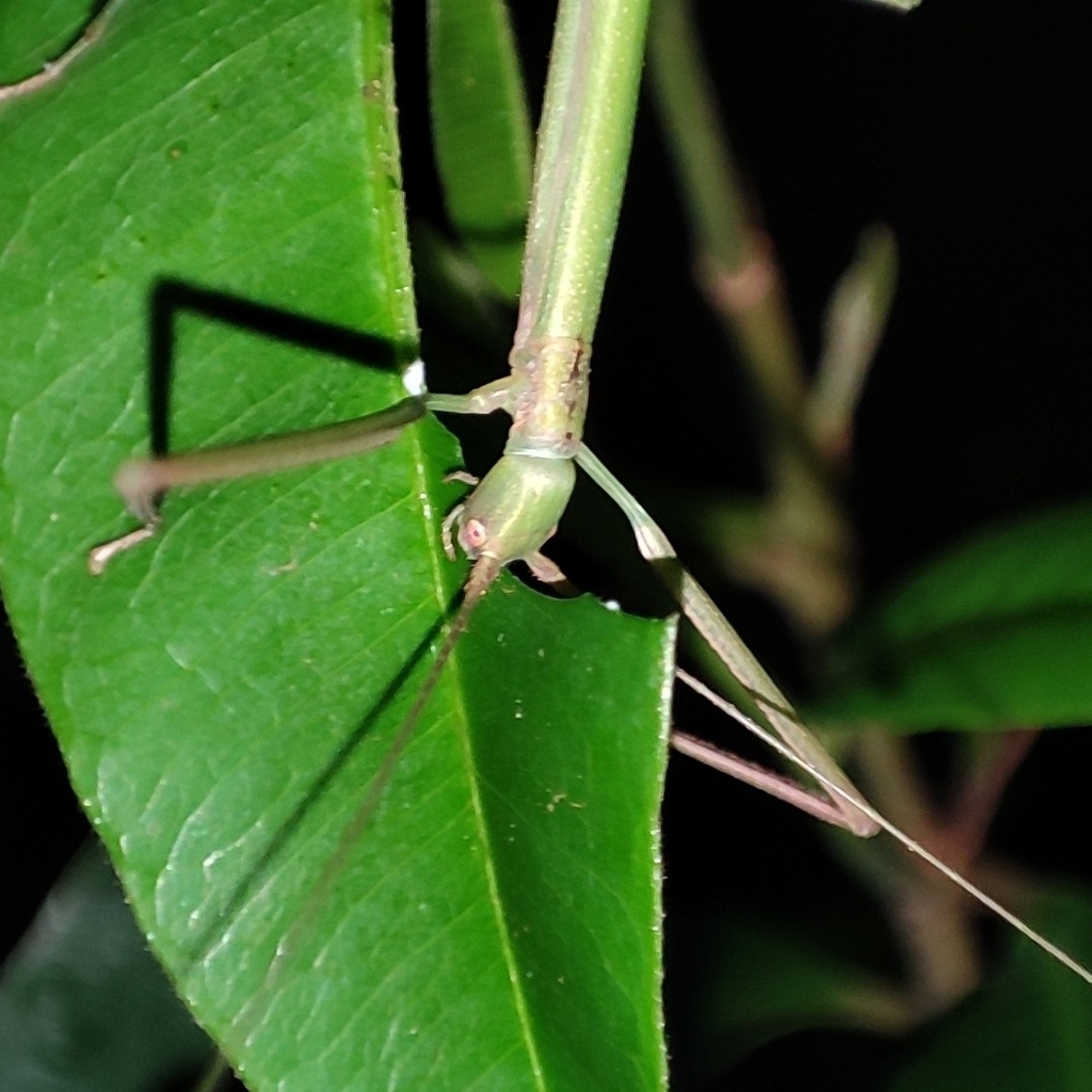 Arumatia dubia
