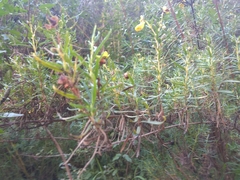 Calceolaria buchtieniana