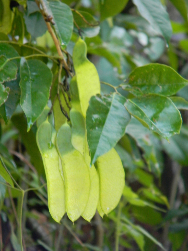 Machaerium pittieri