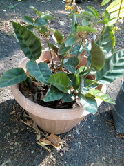Goeppertia lietzei