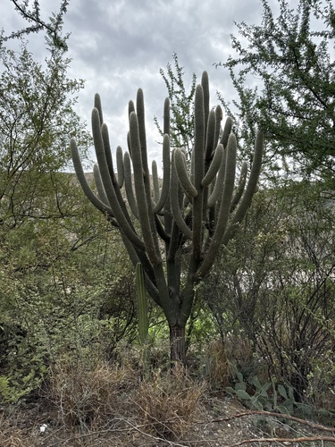 Espostoa superba