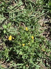 Oxalis