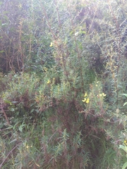 Calceolaria buchtieniana