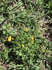 Oxalis