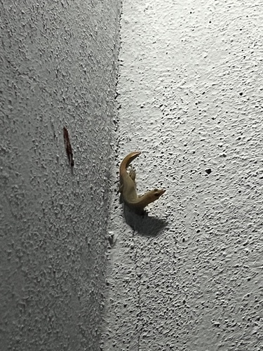 Ashy Gecko