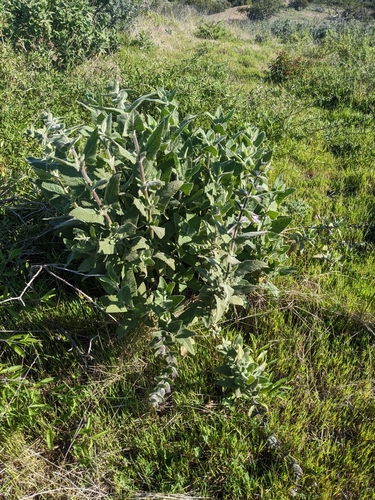 Image of Fragrant Pitcher Sage (Lepechinia fragrans) by (c) Aaron Kreisberg, some rights reserved (CC BY)