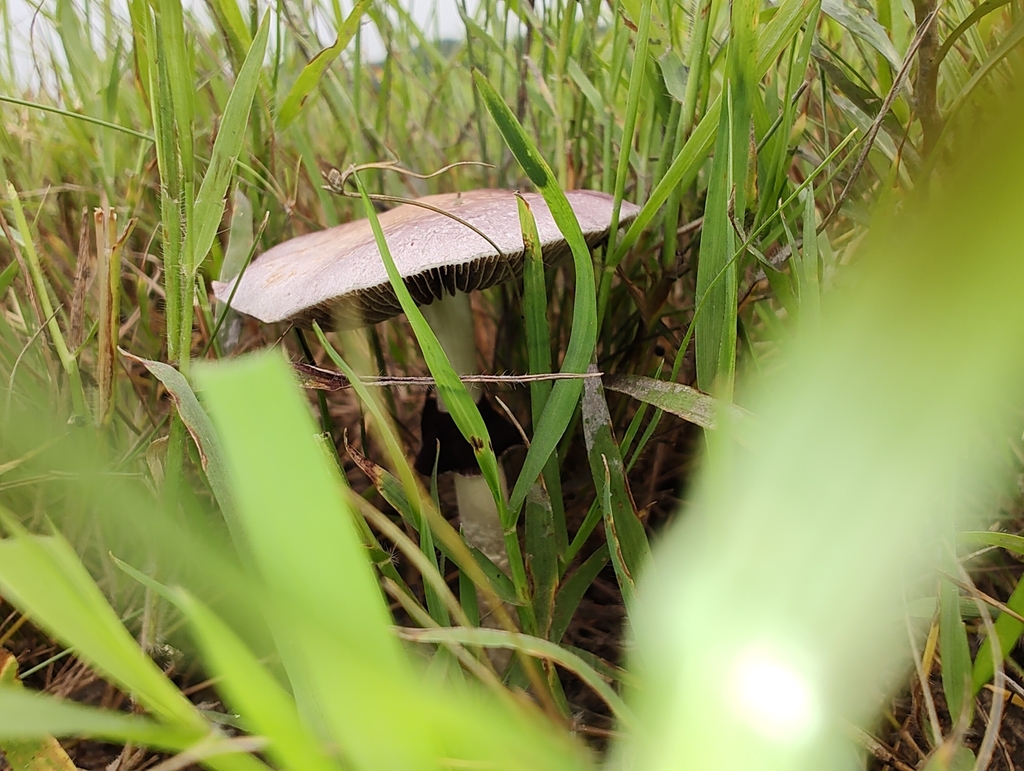 Psilocybe cubensis · March 2024 · photo: © biomartita (iNaturalist, cc-by)