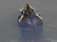 Red-Bellied Short-Necked Turtle photo 5