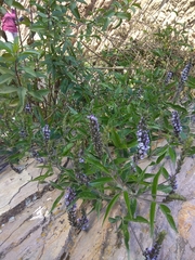 Otholobium pubescens