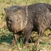 Collared Peccary - Photo (c) Bernard DUPONT, some rights reserved (CC BY-SA)