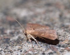 Sarobides inconclusa