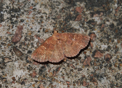 Sarobides inconclusa