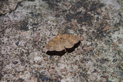 Sarobides inconclusa