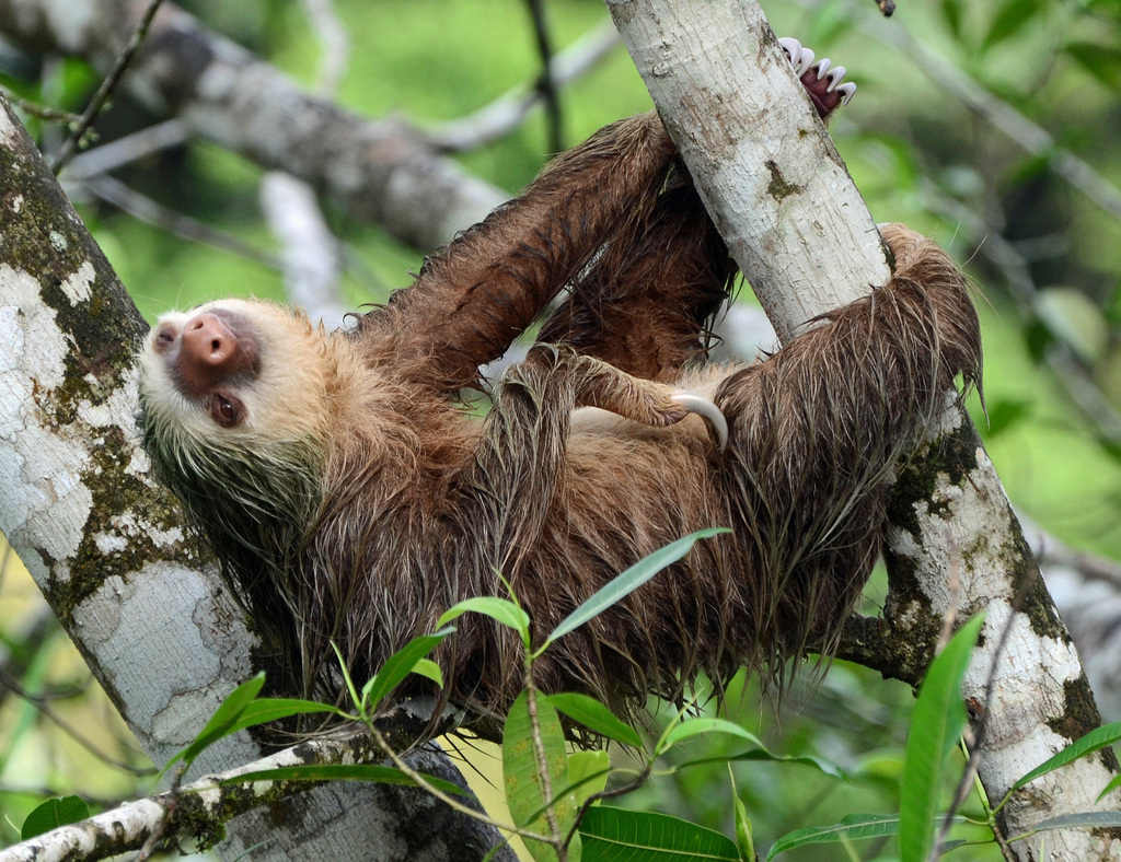 Hoffmann's Two-toed Sloth (Choloepus hoffmanni) - Know Your Mammals