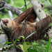 霍夫曼兩趾樹懶 - Photo (c) Geoff Gallice，保留部份權利CC BY