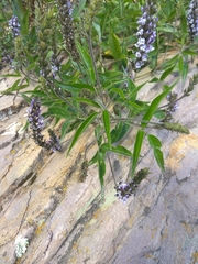 Otholobium pubescens