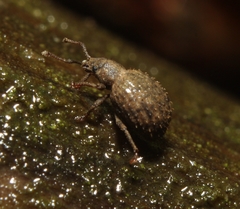 Myosides seriehispidus